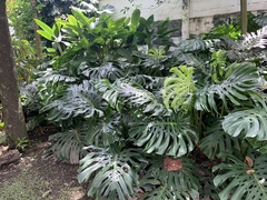Monstera deliciosa