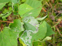 Phyllocnistis labyrinthella