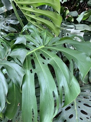 Monstera deliciosa