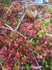 Sphagnum magellanicum
