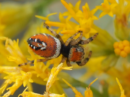 Apache Jumping Spider
