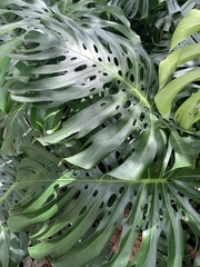 Monstera deliciosa