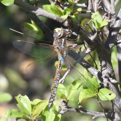 Rhionaeschna diffinis