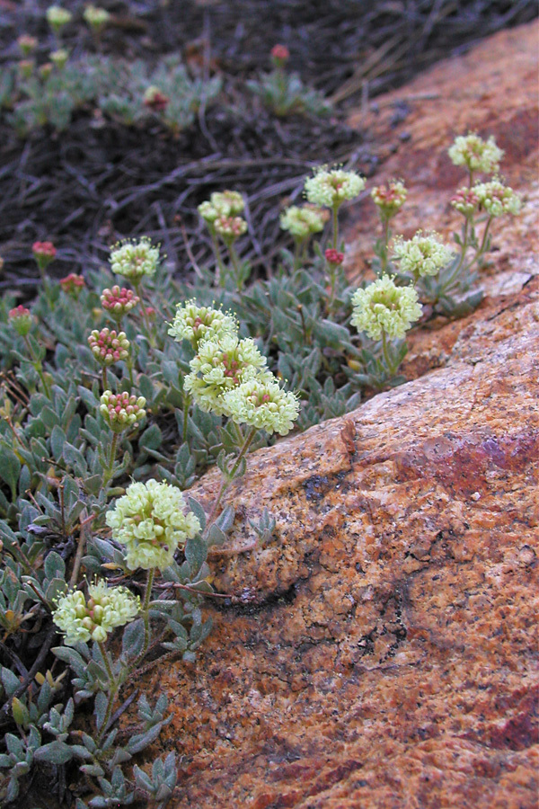 Eriogonum twisselmannii