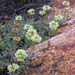 Eriogonum twisselmannii - Photo (c) John Marquis, algunos derechos reservados (CC BY-NC-ND)