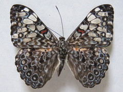 Hamadryas feronia farinulenta