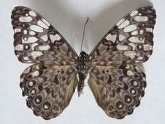 Hamadryas feronia farinulenta