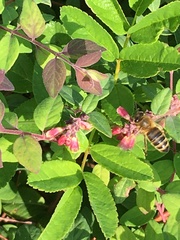 Apis mellifera