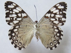 Hamadryas feronia farinulenta