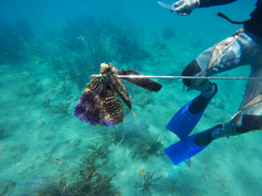 Dactylopterus volitans