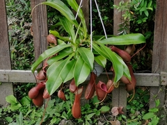 Nepenthes alata × ventricosa
