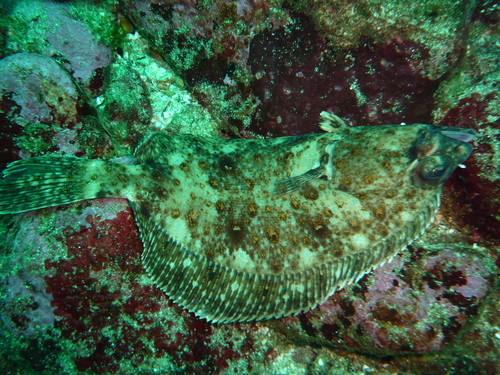 Slender flounder (Etropus ectenes) — Paralichthyidae