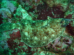 Sole Flounder photo 1
