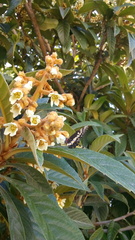 Catasticta nimbice nimbice