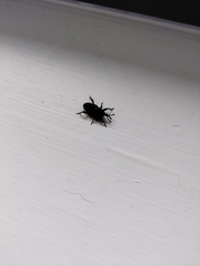 Cosmopolites sordidus