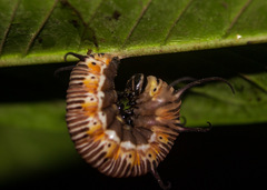 Euploea core core