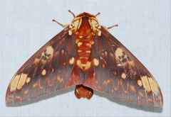 Citheronia hamifera