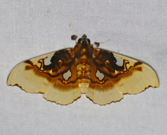Eupastranaia tumidifrons