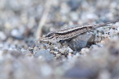 Machilinus aurantiacus