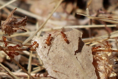 Forelius pruinosus