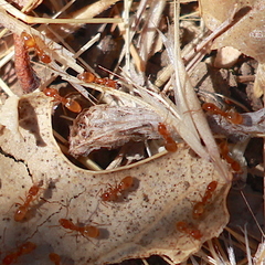 Forelius pruinosus