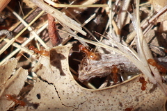 Forelius pruinosus