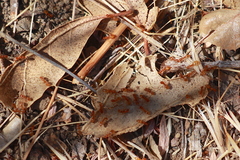 Forelius pruinosus