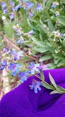 Penstemon albertinus