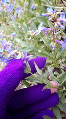 Penstemon albertinus