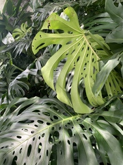 Monstera deliciosa