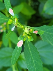 Euphorbia heterophylla var. cyathophora image