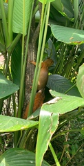 Sciurus granatensis
