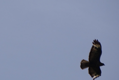 Buteo buteo buteo