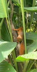 Sciurus granatensis