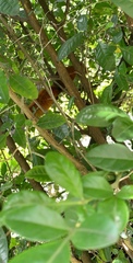 Sciurus granatensis