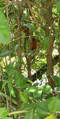 Sciurus granatensis