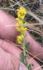 Solidago mollis