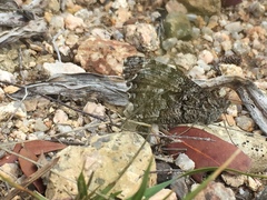 Hipparchia aristaeus