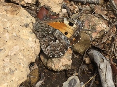 Hipparchia aristaeus