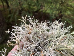 Sphaerophorus globosus