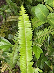 Nephrolepis exaltata