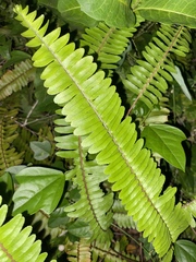 Nephrolepis exaltata