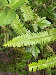 Nephrolepis exaltata