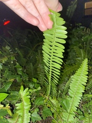 Nephrolepis exaltata