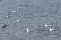 Chroicocephalus ridibundus