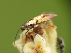 Neoheliodines arizonense