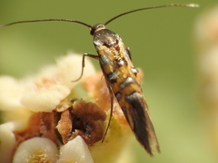 Neoheliodines arizonense