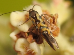 Neoheliodines arizonense