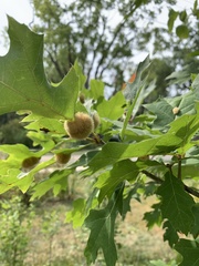 Callirhytis infuscata