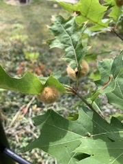 Callirhytis infuscata